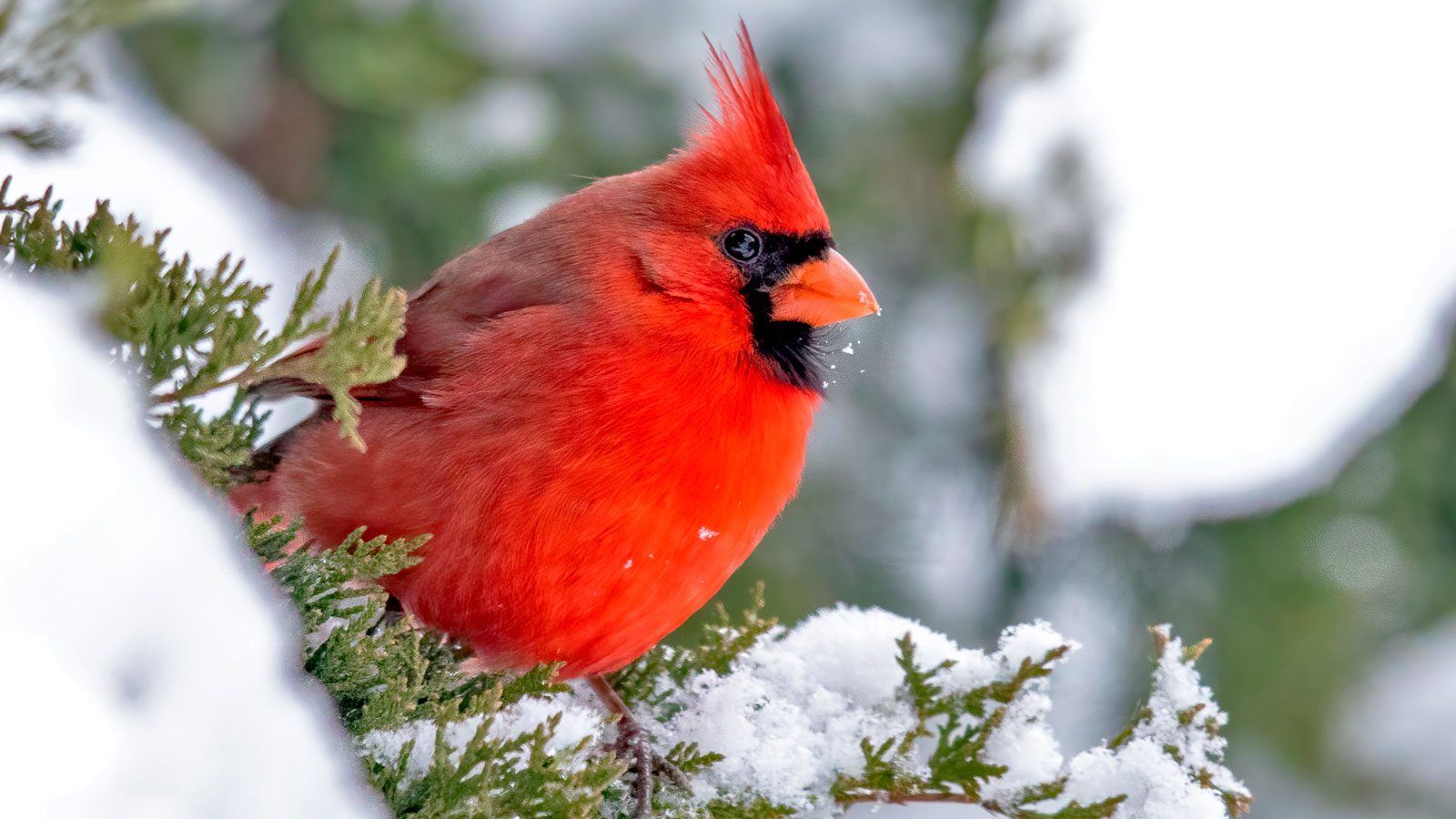 cardinal on snow laden branch